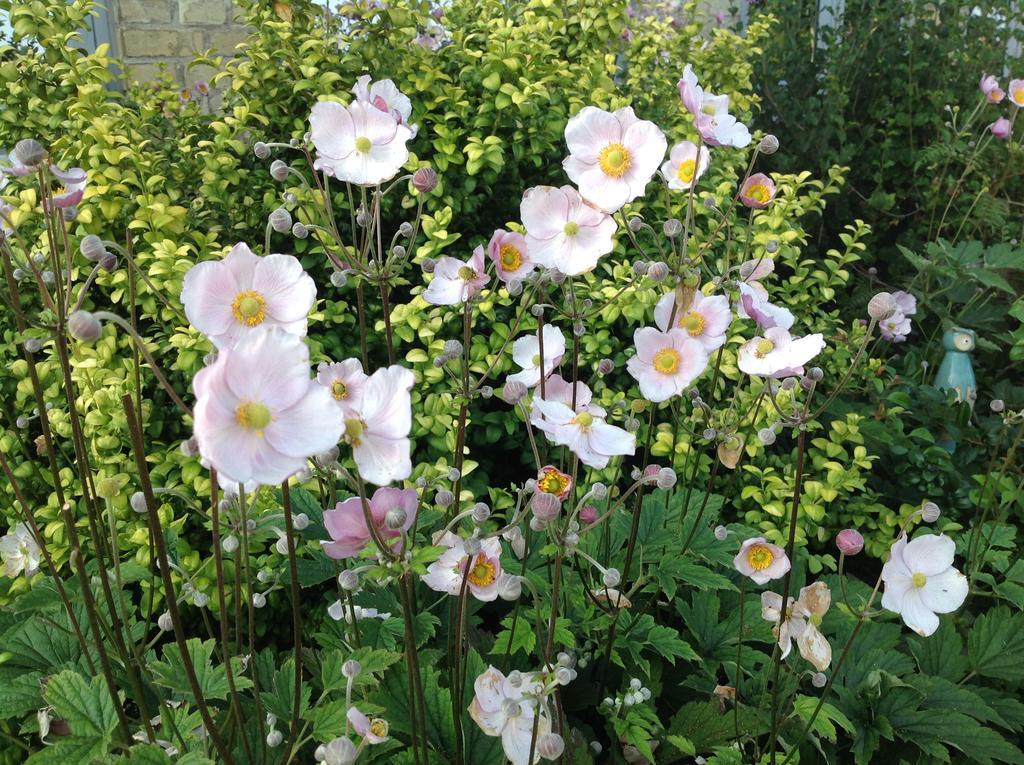 Bogebjerggard Bed & Breakfast Sønderborg エクステリア 写真