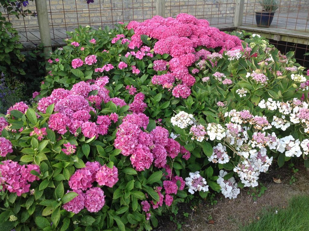 Bogebjerggard Bed & Breakfast Sønderborg エクステリア 写真